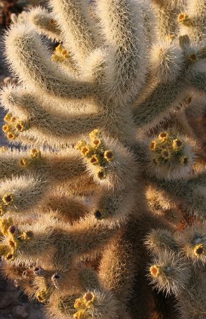 Cholla Cactus in Bloom