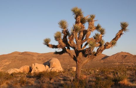 Joshua Tree at Joshua Tree National Park, CA