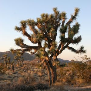 Joshua Tree at Joshua Tree National Park, CA