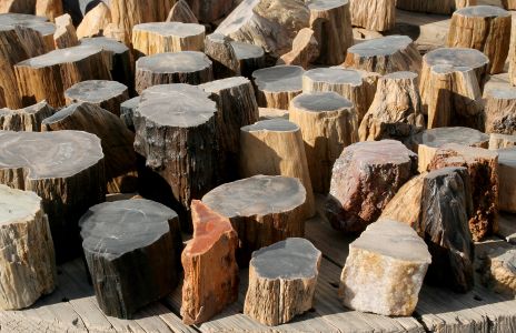 Petrified Wood