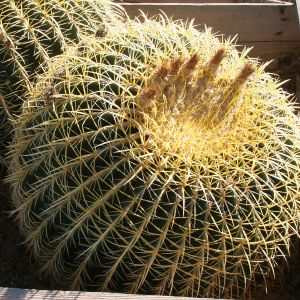 Golden Barrel Cactus