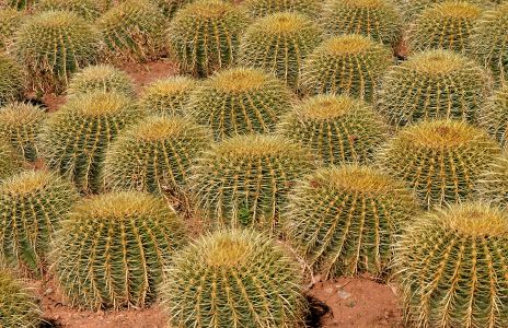 Golden Barrel Cactus