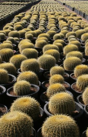 Golden Barrel Cactus