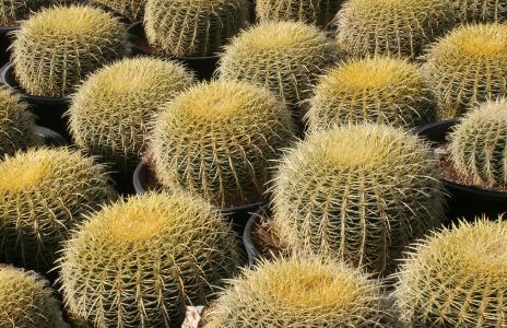 Golden Barrel Cactus