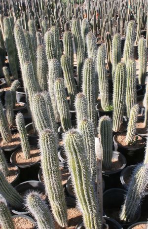 Baby Saguaro Cactus