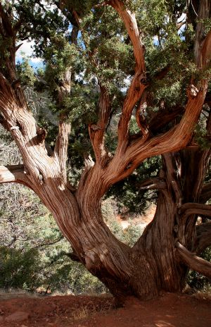 Juniper Tree