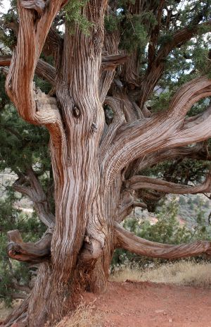 Juniper Tree