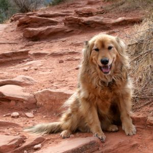 Good Dog