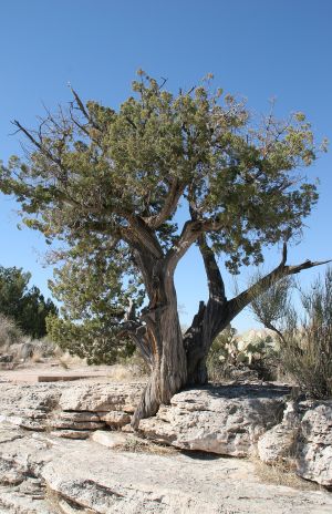 Juniper Tree
