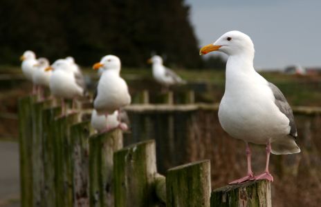 California Sea Gulls on Fence Posts