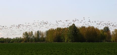 Flight of Thousands of Geese