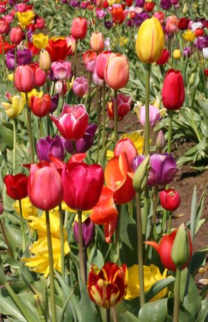 Field of Multi-colored Tulips