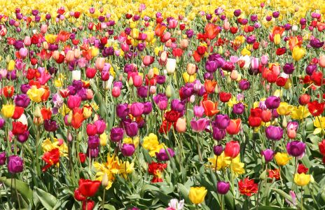 Field of Multi-colored Tulips