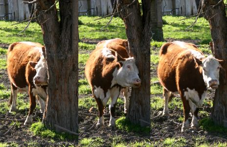 Cow Scratching Itself on a Tree