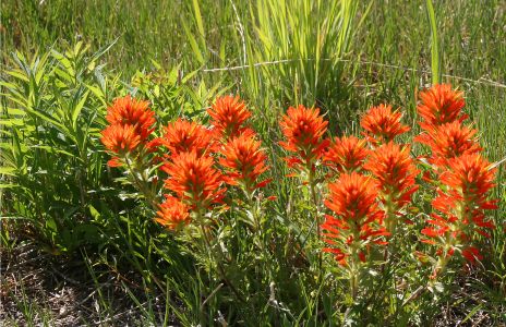 Indian paintbrush or Prairie-fire