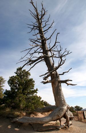 Dead Tree at Bryce Point