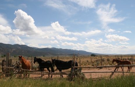 Horses in a Corral