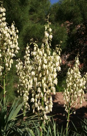 Yucca Plants in Bloom