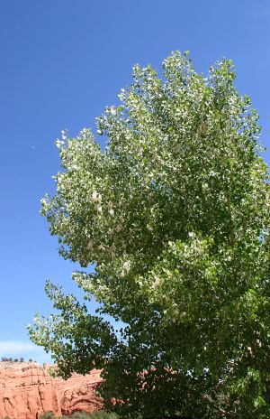 Cottonwood Tree in Bloom