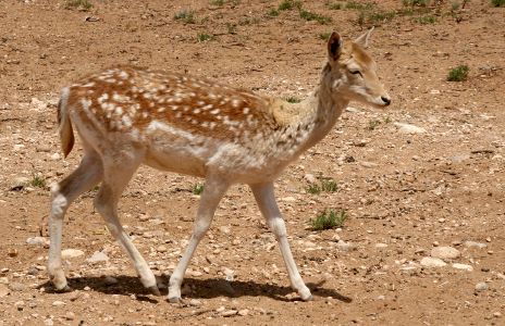 Fallow Deer
