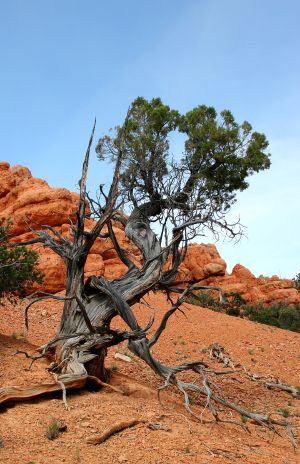 Twisted Old Juniper
