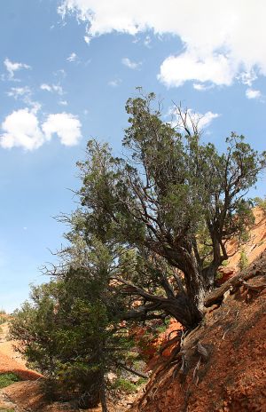 Juniper Tree Clinging to Hillside