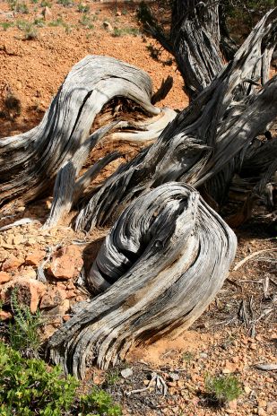 Dead Juniper Tree Trunk