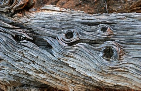 Dead Juniper Tree Trunk