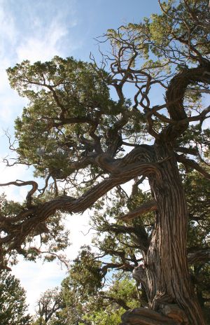 Juniper Tree