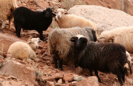 Wild Sheep on Hillside