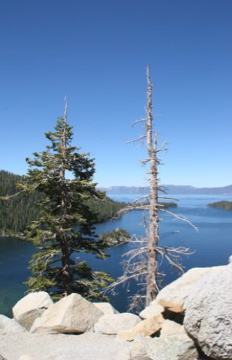 Trees Overlooking Emerald Bay, Lake Tahoe, CA