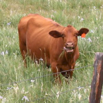 Grazing Cow