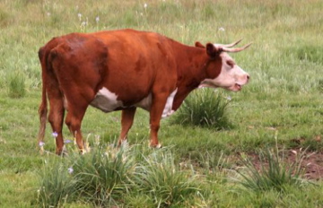 Don't Mess with this Steer