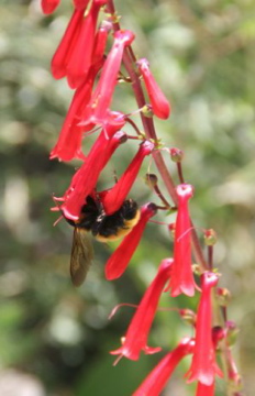 Bee and Red Western Corydalis or Fumewort
