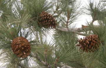 Pine Cones