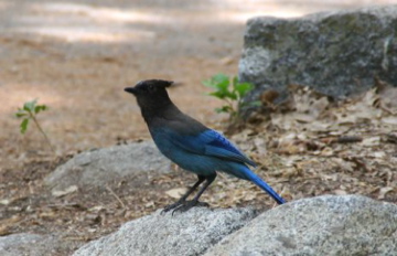 Steller's Jay