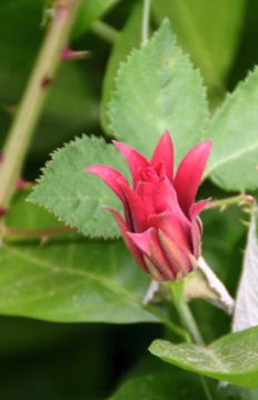 Pink Rose?