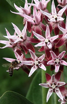 Bee on Pink and White Flower