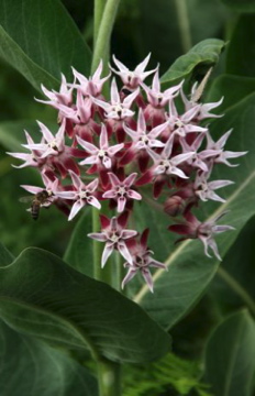Pink and White Flower