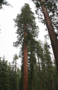 Giant Redwoods in Mariposa Grove, Yosemite