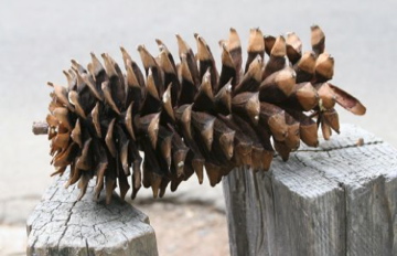 Pine Cone