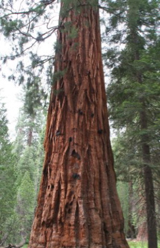 Giant Redwoods in Mariposa Grove, Yosemite