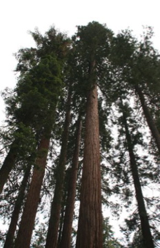 Giant Redwoods in Mariposa Grove, Yosemite