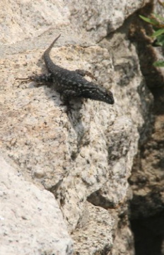 Lizard on Wall