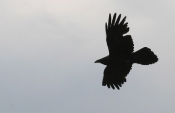 Raven in Flight