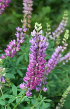 Purple Lupine