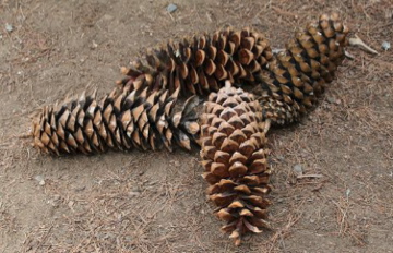 Sugar Pine Cones