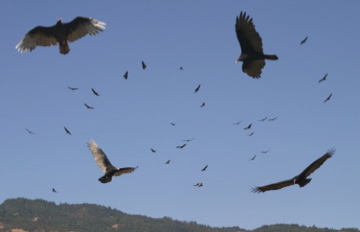 Flock of Vultures