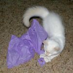 White Cat Playing with Purple Tissue