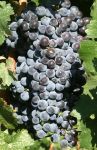 Vineyards 